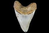 Bargain, Megalodon Tooth - North Carolina #67152-2